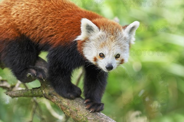 Red panda