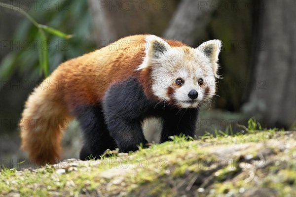 Red panda