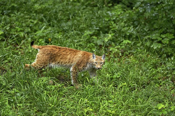 Eurasian lynx