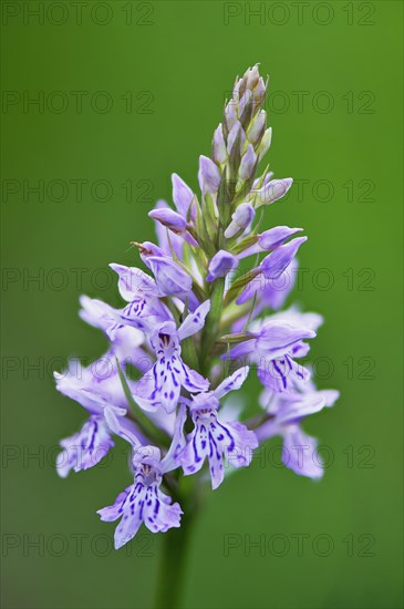 Fox Orchid or common spotted orchid