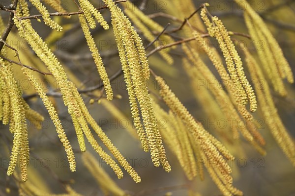 Common hazel