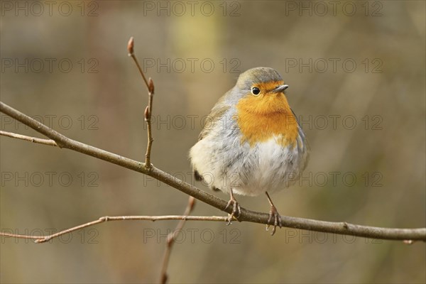 European robin