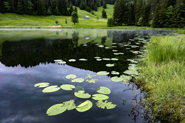 Schwendisee with water lilies