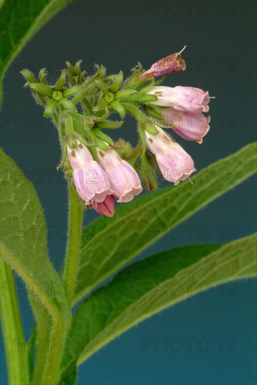 Medicinal plant common comfrey