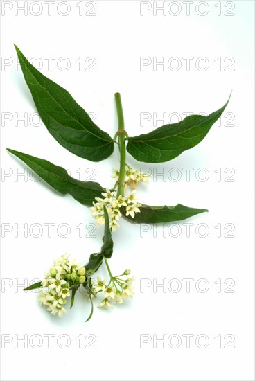 Medicinal plant white swallowwort