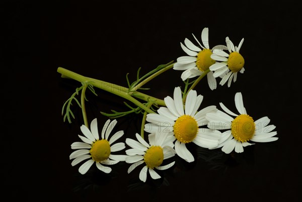 Medicinal plant Chamomile