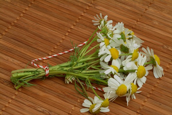 Medicinal plant Chamomile