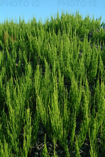 Field horsetail