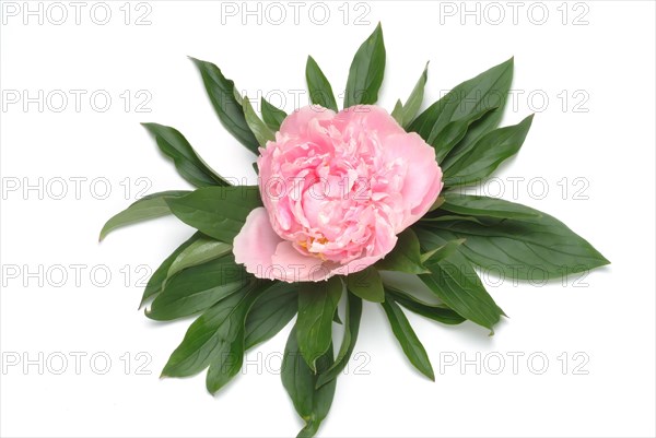 European peony