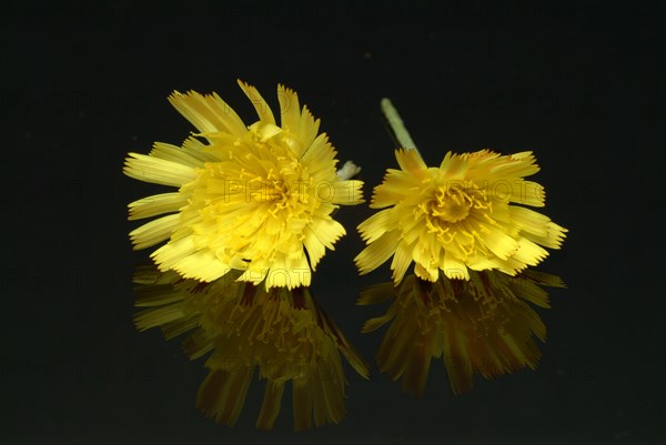 Lesser hawkweed