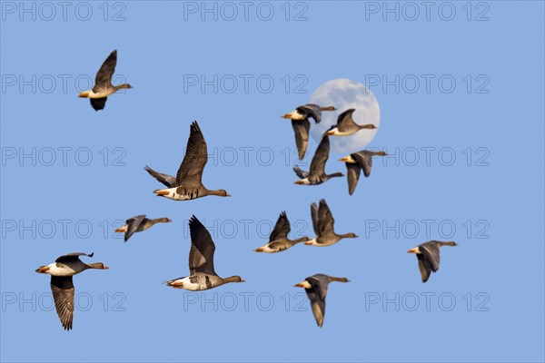 Full moon and flock of white-fronted geese
