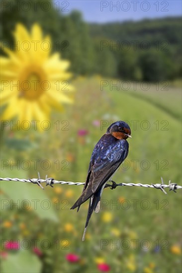 Barn swallow