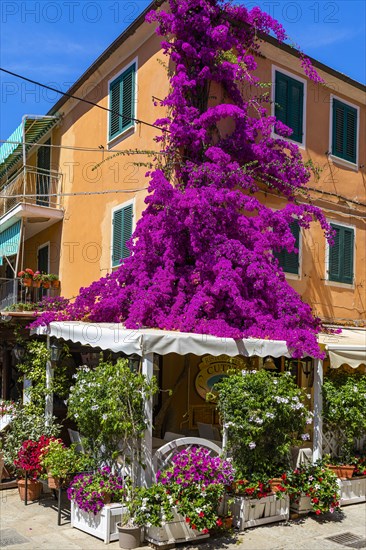 Restaurant with purple bougainvillea