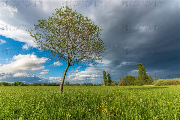 Natural green meadow dotted with trees in spring. Alsace