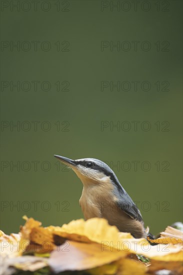 European nuthatch