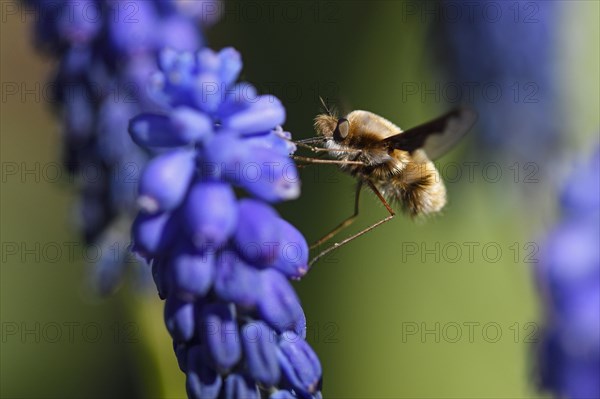 Large bee fly