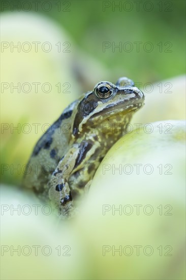 Common frog