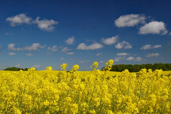 Rape fields in bloom and blue sky