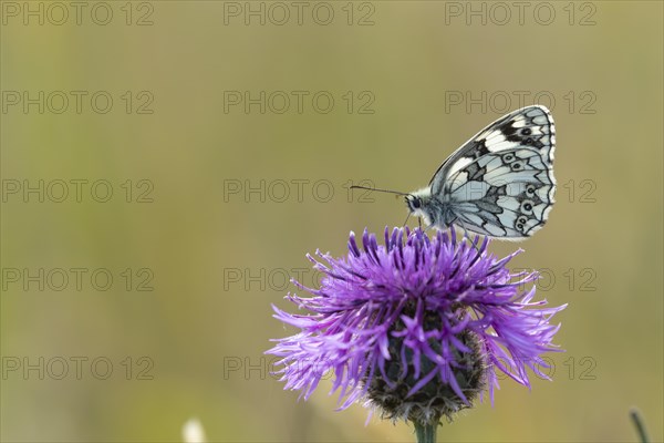 Marbled white