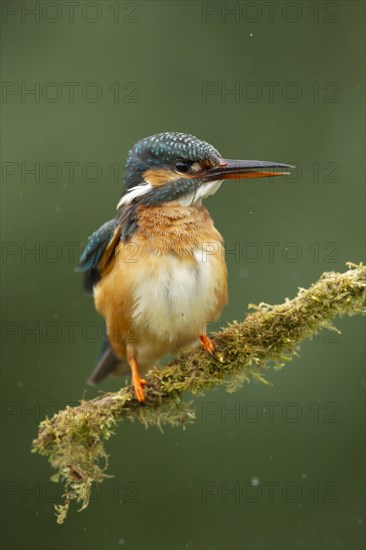 Common kingfisher