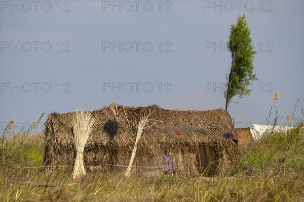Reed hut