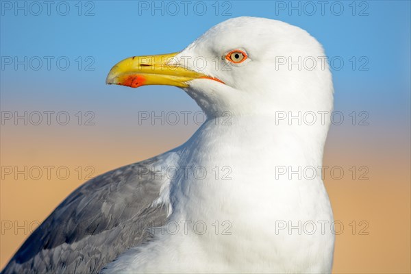 Portrait of a yellow-legged gull