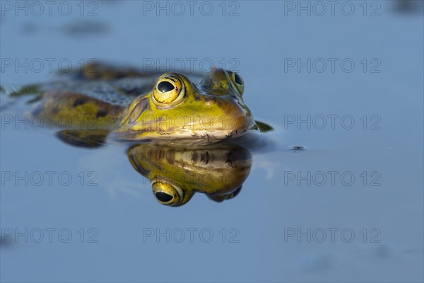 Green frog