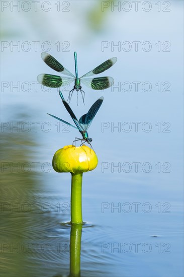 Banded demoiselle