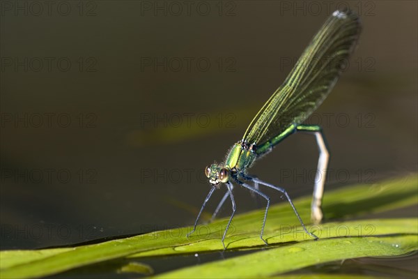 Banded demoiselle