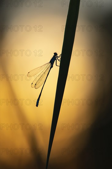 Blue-tailed damselfly