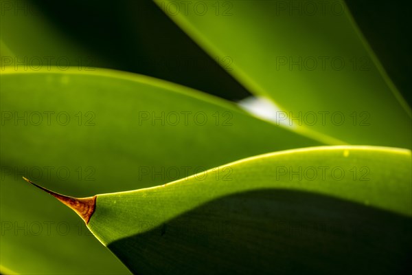 Detail of the leaves of an