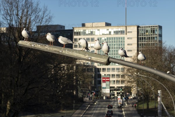 Black-headed Gulls