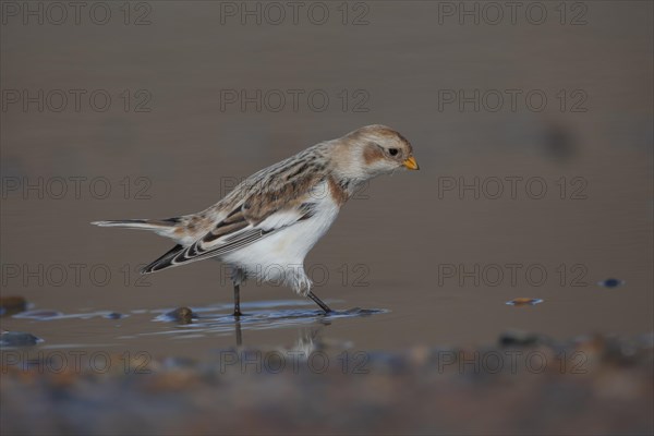 Snow bunting