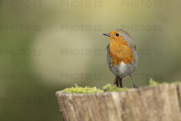 European robin