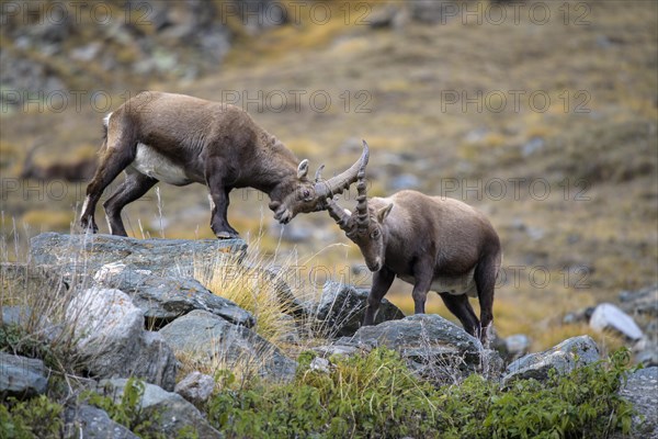 Alpine ibex