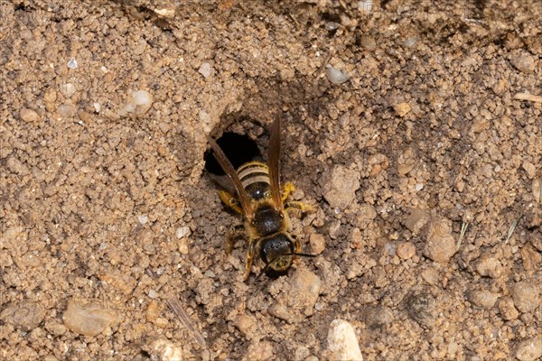 Yellow-banded furrowing bee crawling on ground from nest hole from the front