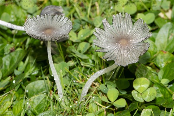 Flaky Scheibchentintling two fruiting bodies with whitish stems and caps side by side in green grass