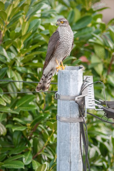 Young Eurasian eurasian sparrowhawk