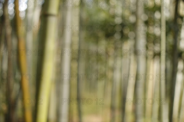 Fuzzy bamboo trunks in the Arashiyama bamboo forest in Kyoto