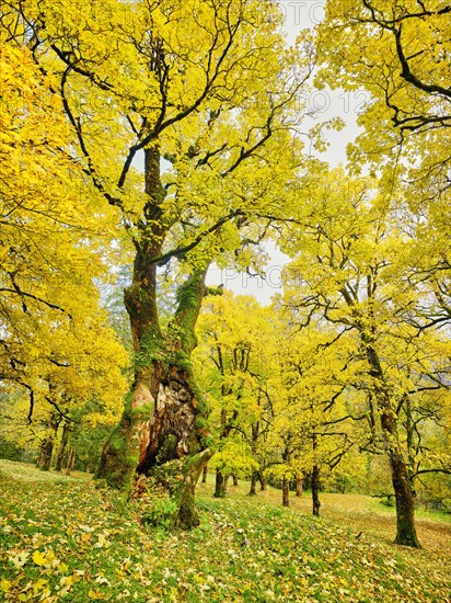 Forest of sycamore maple