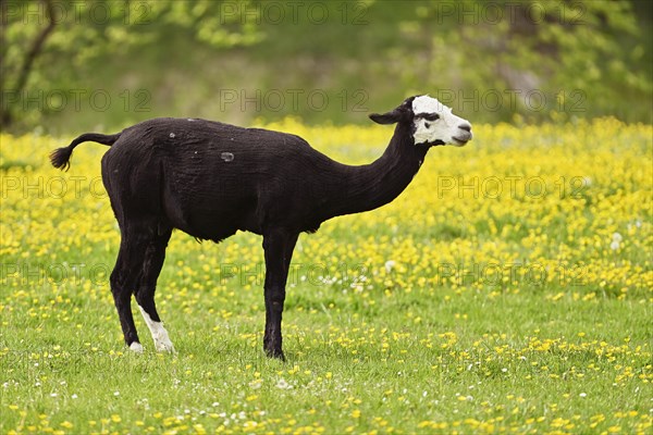 Alpaca