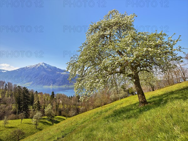 View of Lake Zug and the Rigi