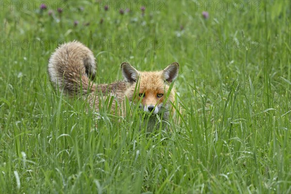 Red fox