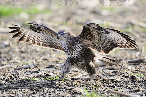 Common steppe buzzard