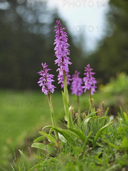 Early purple orchid