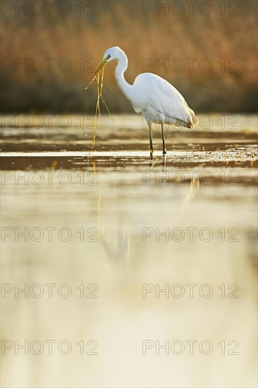 Great egret