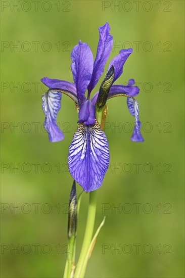 Siberian iris