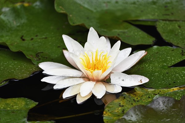 White water lily