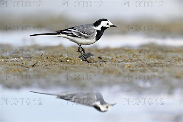 White wagtail