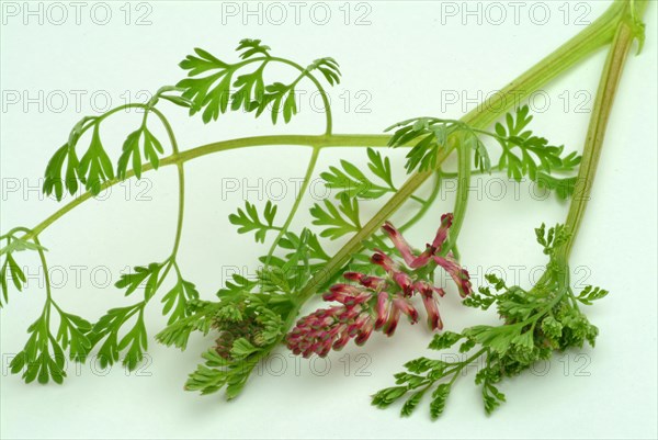 Medicinal plant Common fumitory